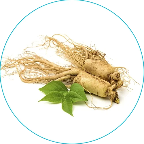 Panax ginseng root, an adaptogen