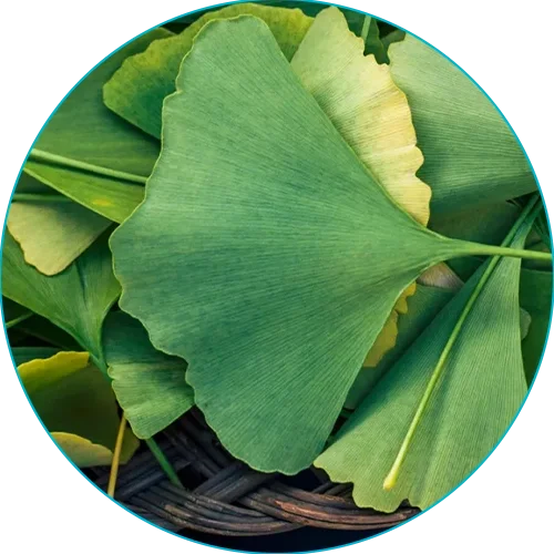 Ginkgo biloba leaves