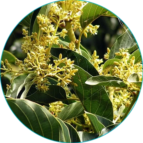 Flowering botanical used in traditional men's vitality blends